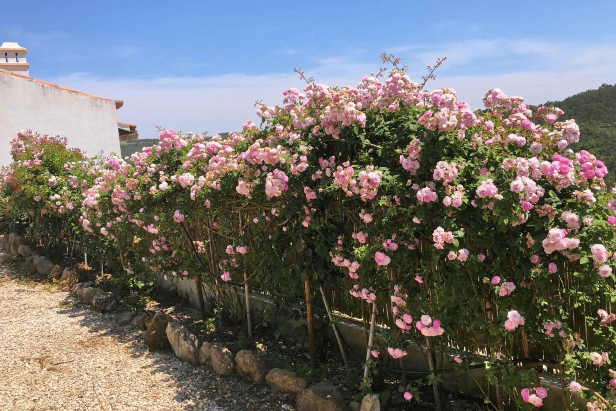 Casas Da Tia Alice - Casas De Campo Encantadoras Em マフラ エクステリア 写真